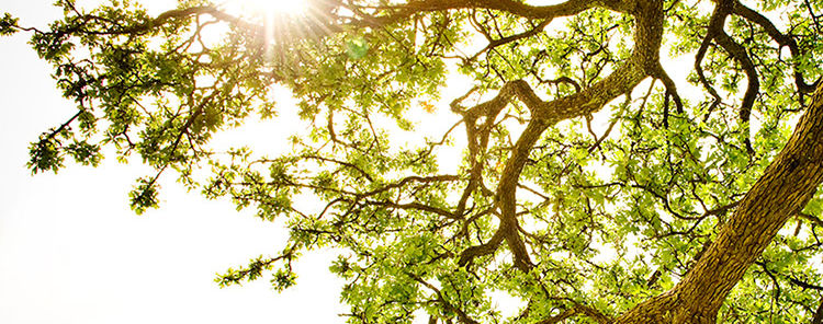 Sunlit Tree Canopy