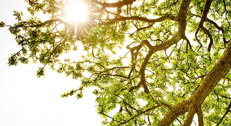 Vitamin D: A Reason to Bask in the Sun