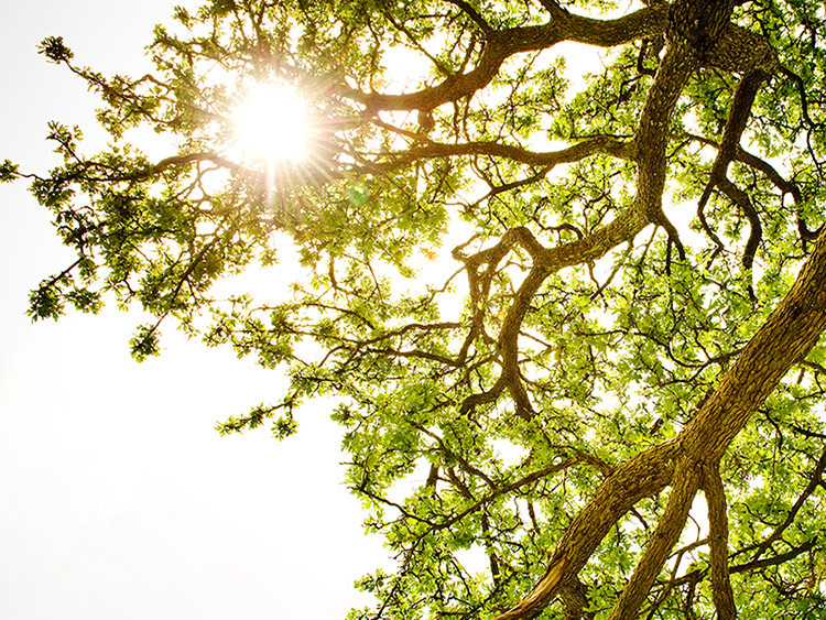 SPF Sun Block