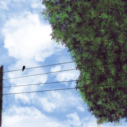 1birdie