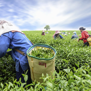AdobeStock_88415363 - tea picking.jpeg