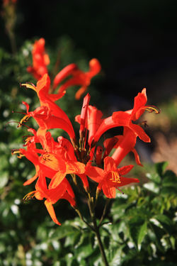 © all Rights Reserved by Greg Carter