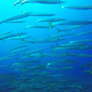 Barracudas