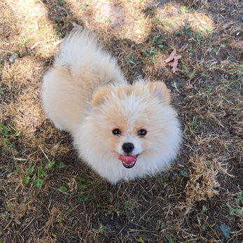 éducateur comportementaliste canin Bordeaux
