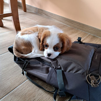 éducateur canin Pessac