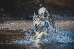 Husky