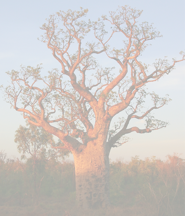 Boab tree, Kimberly_edited_edited.png