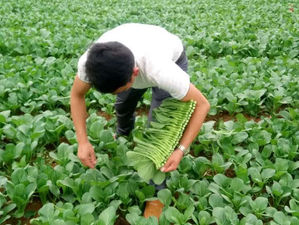 菜芯到底是怎樣採收的呢?