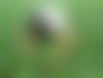 菜芯到底是怎樣採收的呢？