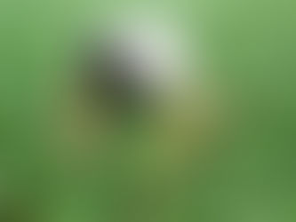 菜芯到底是怎樣採收的呢?