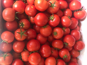 無土有機種植出來的第一批蕃茄