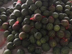 嘩!好多的西瓜呀!