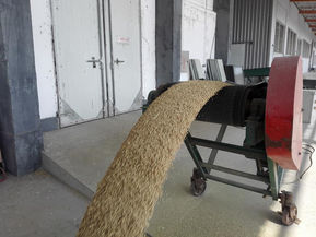 我們珍珠米田的收割情況