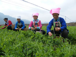 貴州農民採收豆苗情況