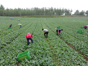 河南基地採收情況