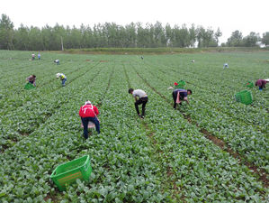 河南基地採收情況
