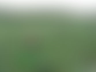 河南基地採收情況