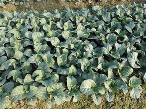 清新加多利基地