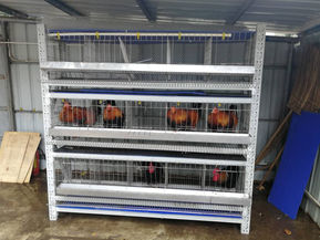 珠海基地新造雞籠