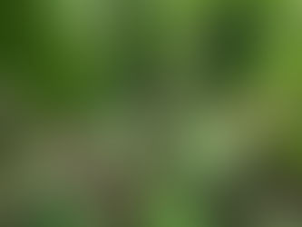 冰川種出來的節瓜