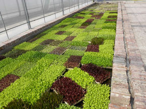 貴州水耕蔬菜育苗基地