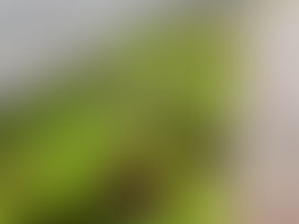 貴州水耕蔬菜育苗基地