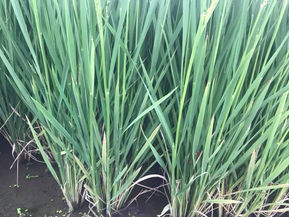 我們蘇州的稻米田