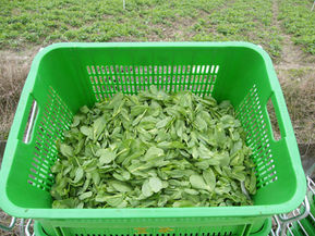 蔬菜收割下來後的流程(一)