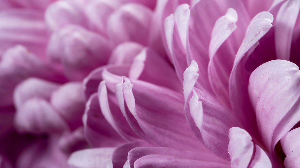 close-up-purple-petals (1).jpg