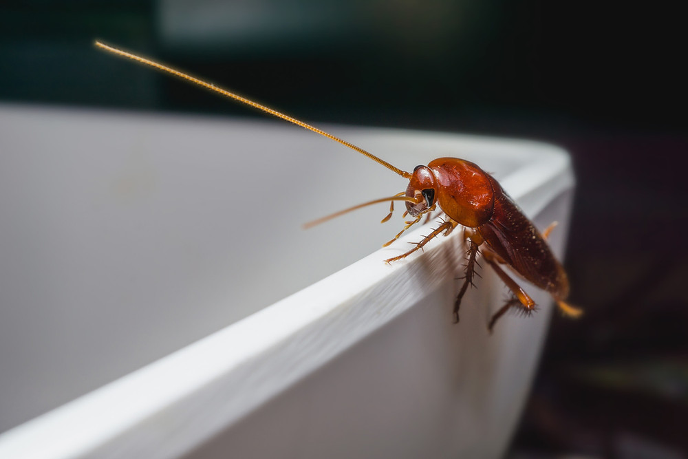 What attracts bugs like cockroaches in Murrieta