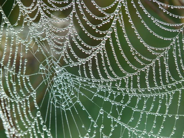 A spider web laden with dew drops