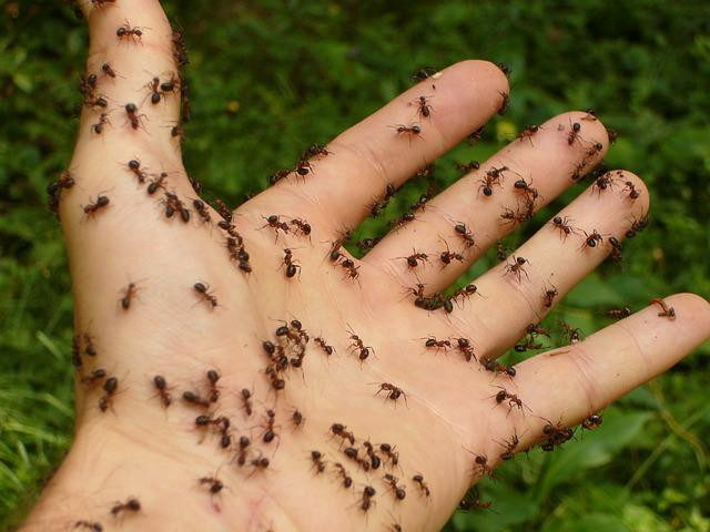 pest control tips for Murrieta when hand covered in ants