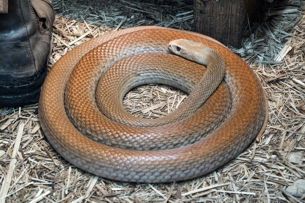 Protect Yourself: 5 Tips For Identifying Poisonous Snakes