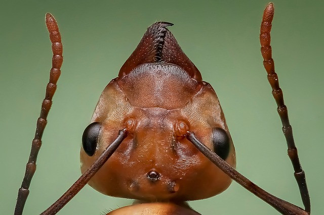 queen ant, ant, ant head