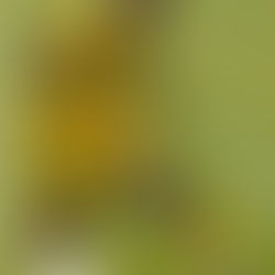 Match Report versus Reading City (27/12/21)