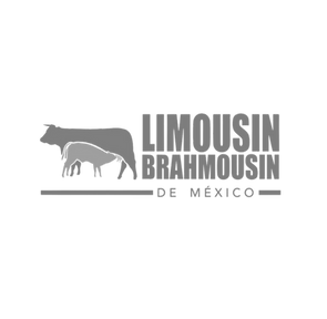 Ganado Limousin Guadalajara