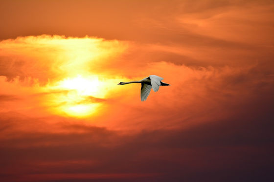 Are You Letting Forums Clip Your Wings?