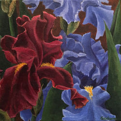 Flower Studies-Jayhawk Irises
