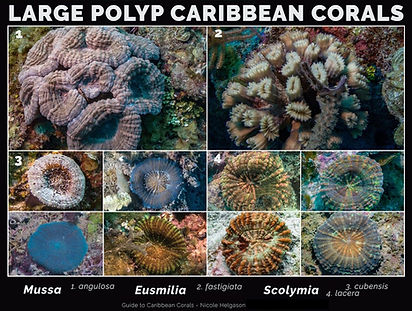 Caribbean-Large-Polyp-Corals-N.helgason-e1647323221679.jpeg