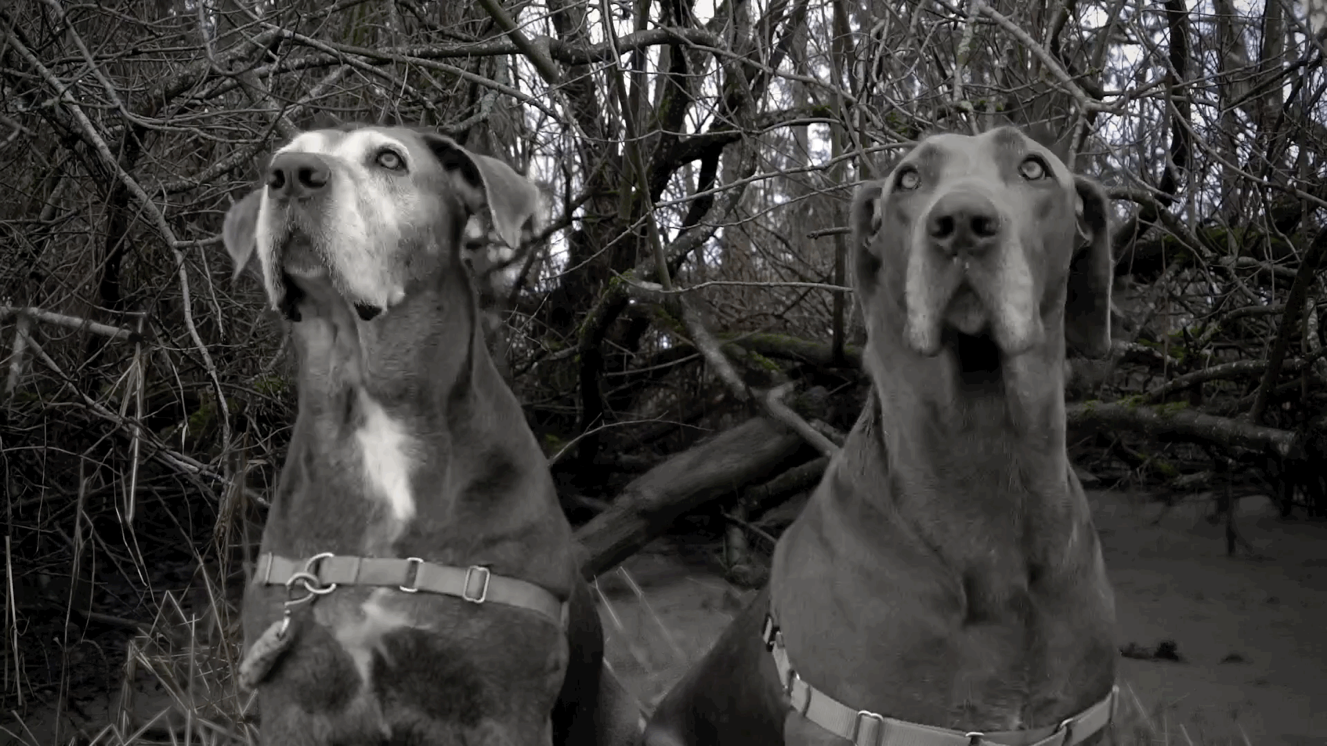 dogs