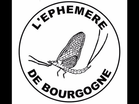 Interdit aux cormorans pendant le confinement !