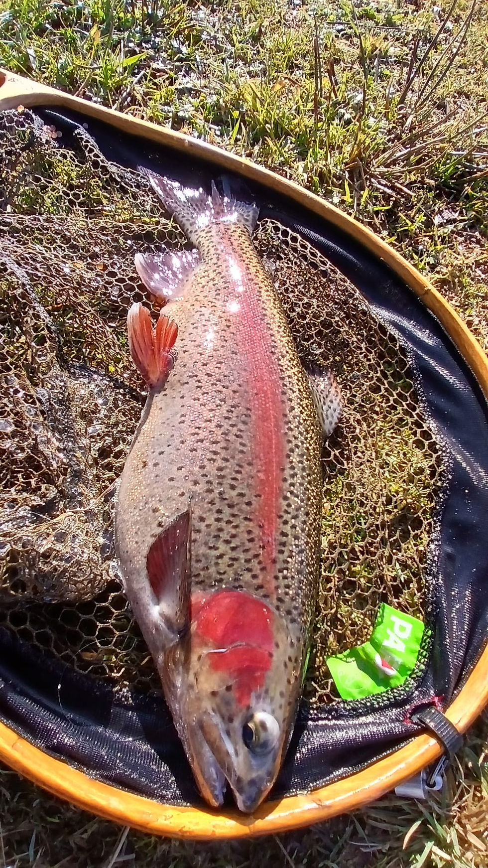 CHOIX ET ACCLIMATATION DES TRUITES EN RESERVOIR