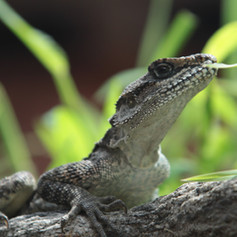 Lizard