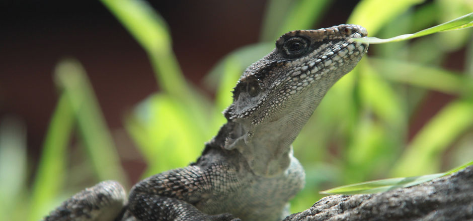 Lizard