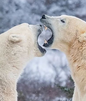 polar bears.JPG
