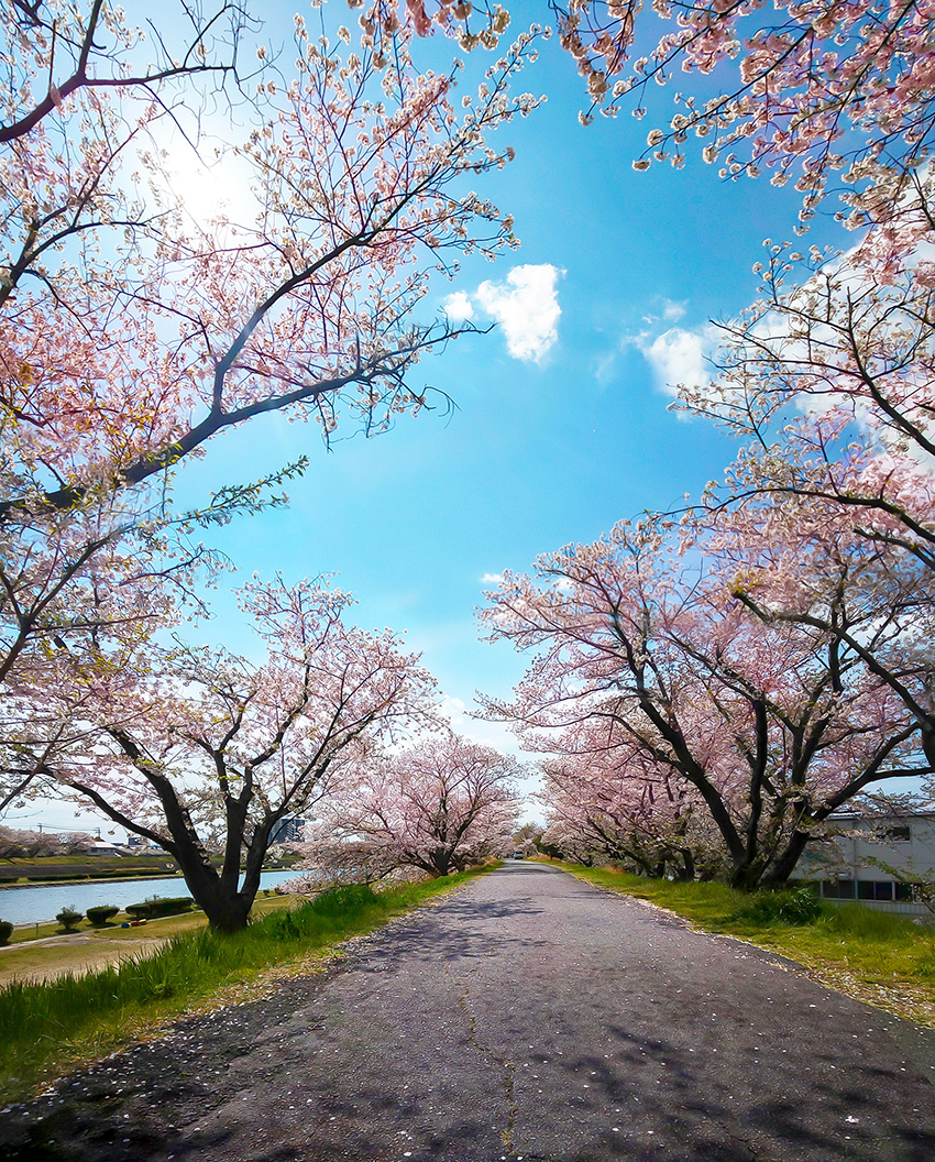 kaizogawa-sakura