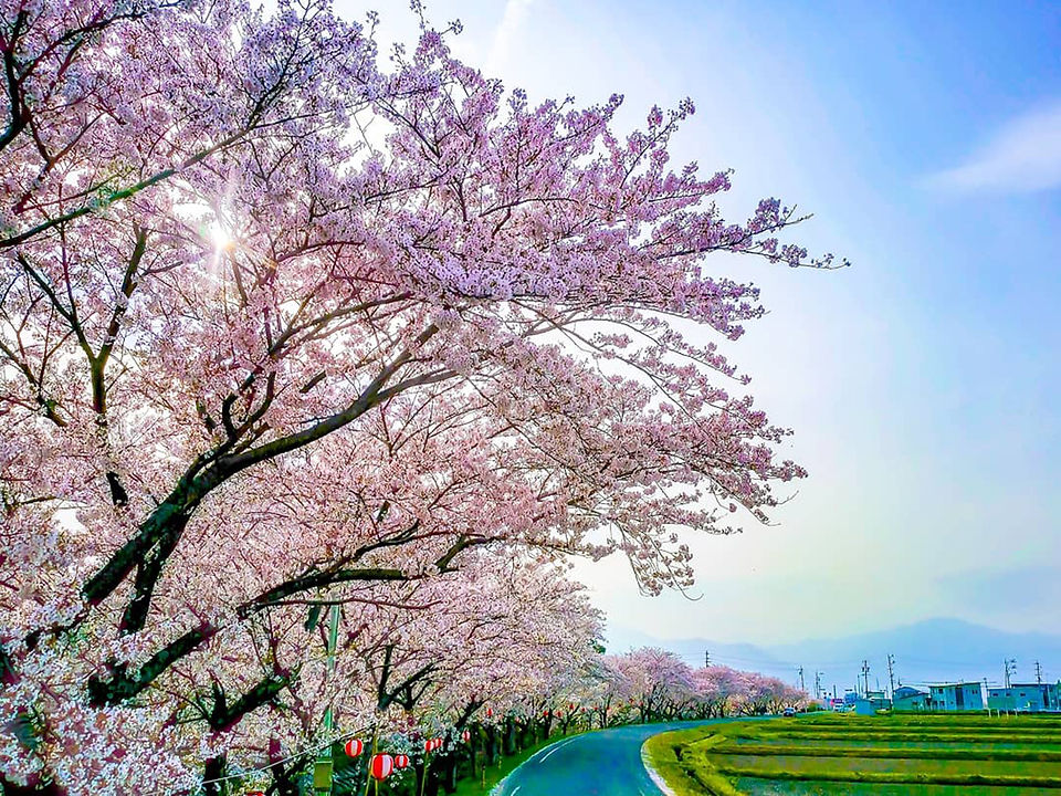 taketani-sakura-02