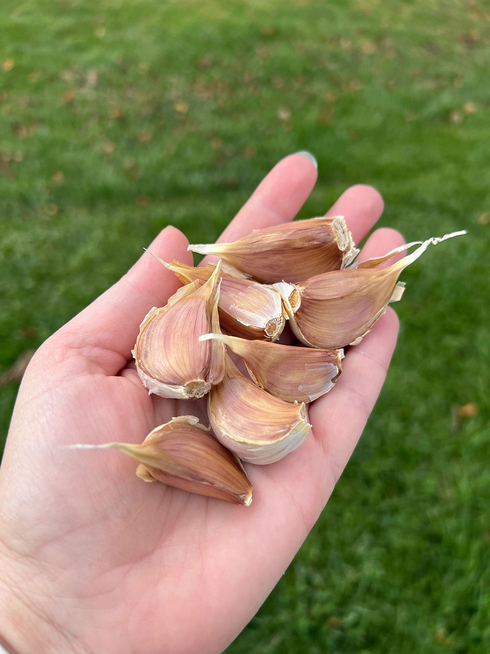 Thumbnail: Organic Siberian Garlic Cloves .25 lb