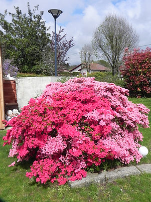 azalée en fleur