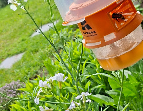 Gemeente plant speciale actie tegen Aziatische hoornaars